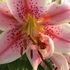 バラの二番花、ハルシャギク、ホリホック、クランベリー、そしてユリたち　今朝の顔