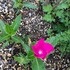 バラの二番花、ハルシャギク、ホリホック、クランベリー、そしてユリたち　今朝の顔