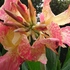 夏・・・庭に咲き季節を彩る花々(6月〜８月撮影）