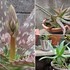 🌵No.1 我家の多肉植物たち🌵