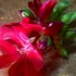 🥀花のモティーフ〜花の図案( ＊花のメッセージカード作り ＊花のコースター)
