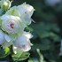 MyGarden2018：薔薇