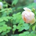 MyGarden2018：薔薇