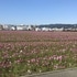 京都府立植物園イベント集