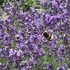 ハーブと季節の花のコテージガーデン