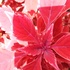 てんこの花ごよみin函館散歩2018♥️夏から秋の🌻花