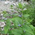 高山の花旅栂池自然園から乗鞍岳畳平