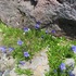 高山の花旅栂池自然園から乗鞍岳畳平