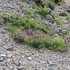 高山の花旅栂池自然園から乗鞍岳畳平