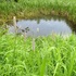 高山の花旅栂池自然園から乗鞍岳畳平