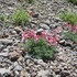 高山の花旅栂池自然園から乗鞍岳畳平