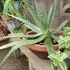 🌵No.1 我家の多肉植物たち🌵