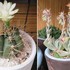 🌵No.1 我家の多肉植物たち🌵