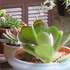 🌵No.1 我家の多肉植物たち🌵