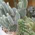 🌵No.1我家のサボテンたち🌵