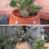 🌵No.1 我家の多肉植物たち🌵