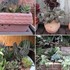 🌵No.1 我家の多肉植物たち🌵