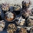 Dyckia