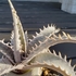 Dyckia