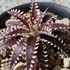 Dyckia