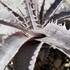 Dyckia