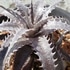 Dyckia