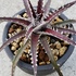 Dyckia