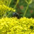 高知県立牧野植物園と北川村モネの庭に行きました。