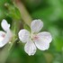 ９月の花