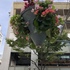 神戸の街の花たち