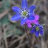 里山の花