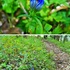 我が家の山野草🌿