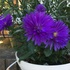 青・紫の花