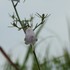 10月近所の花