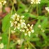 10月近所の花