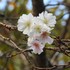 10月近所の花