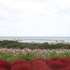 国営ひたち海浜公園