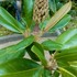 久し振りに『京都府立植物園』へ行ってきました