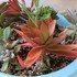 🌵No.1 我家の多肉植物たち🌵