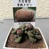 🌵No.1 我家の多肉植物たち🌵