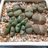 🌵No.1 我家の多肉植物たち🌵