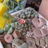 🌵No.1 我家の多肉植物たち🌵