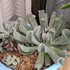 🌵No.1 我家の多肉植物たち🌵