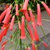 温室内の植栽植物たち（京都府立植物園）