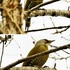 裏山近郊で出会った鳥たち