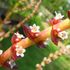 多肉植物の「花」