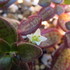 多肉植物の「花」