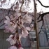 地元の桜の名所にて①