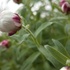 平成最後の我が家の庭の花々たち