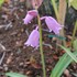 那須バタケ5月の花